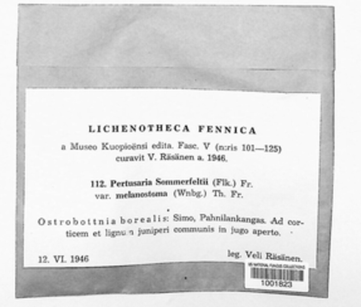 Pertusaria sommerfeltii image